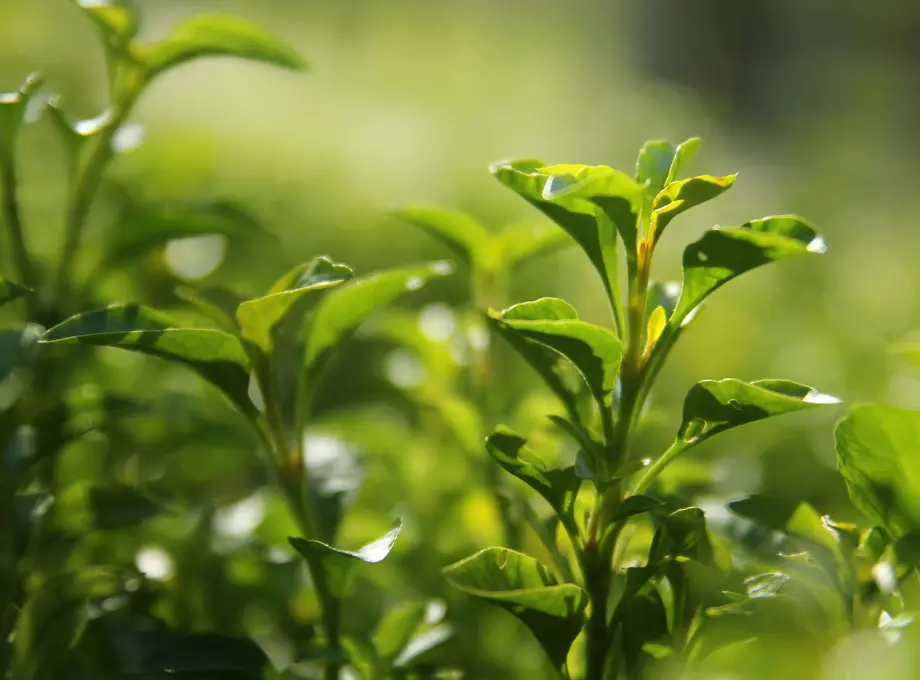 Choose “Water-Efficient” Tea Practices